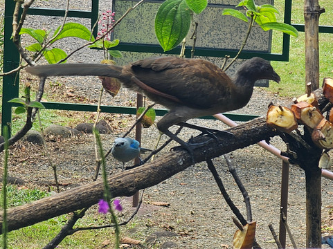 Dave & Dave's Costa Rica Nature Park-La Virgen必去景点