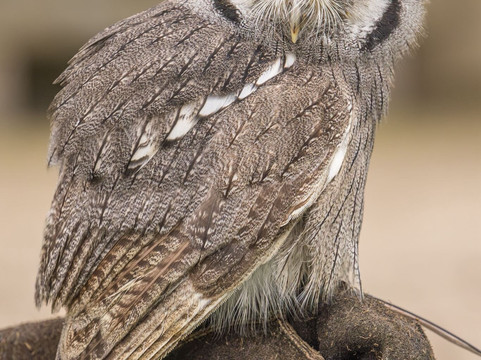 Walks With Hawks-切尔滕纳姆必去景点