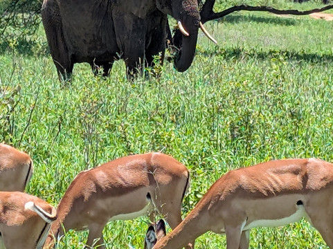 Msafiri Tanzania-莫西必去景点
