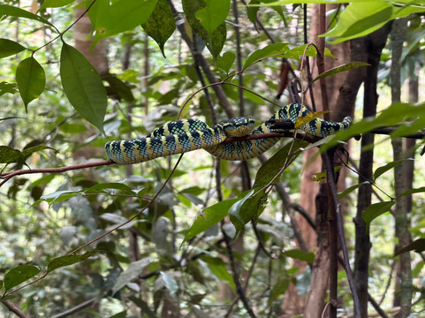 Trekking Orangutan Sumatra-武吉拉旺必去景点