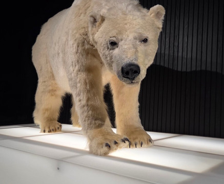 北极中心-罗瓦涅米必去景点