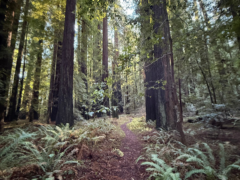 Humboldt Redwoods State Park-Weott必去景点