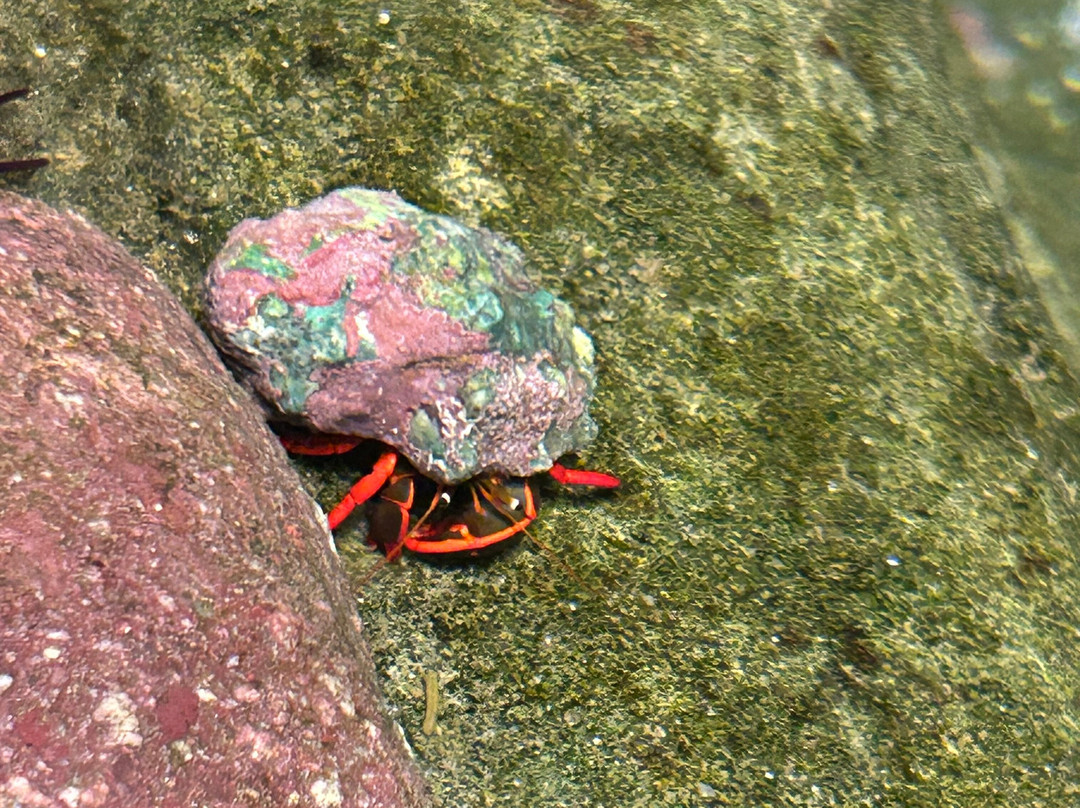 Gran Acuario Mazatlán Mar de Cortés-马萨特兰必去景点