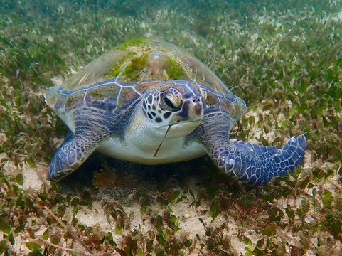 Dive Centre Manly-曼利议会必去景点