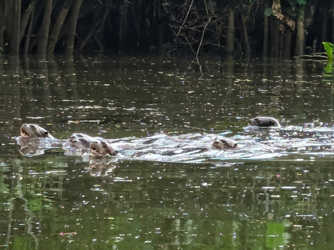 Ecuador Birds Tours-基多必去景点