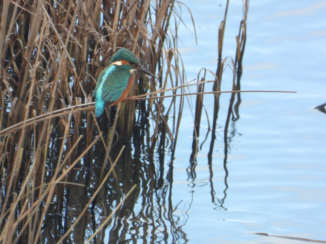 Montrose Basin Visitor Centre, Scottish Wildlife Trust-Montrose必去景点