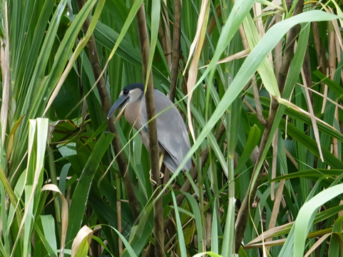 Pizote Tours-Boca Tapada必去景点