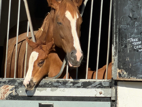 Discover Newmarket Tours-纽马克特必去景点