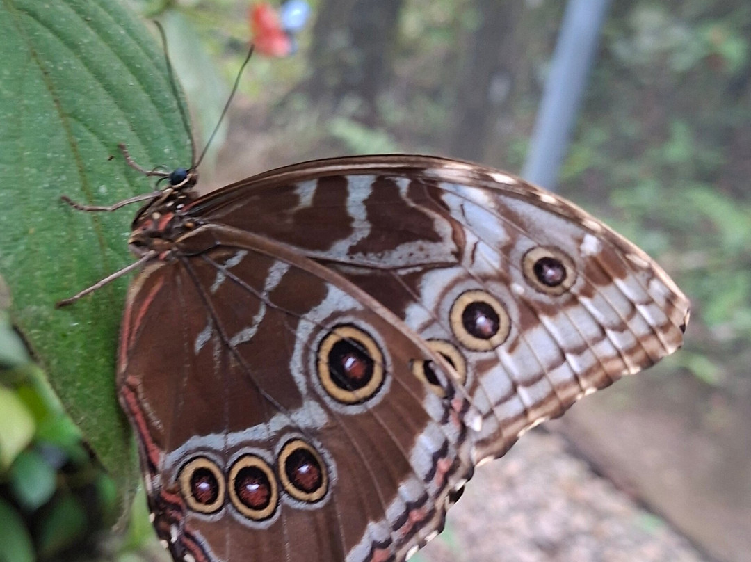 Pierella Ecological Garden-Horquetas必去景点