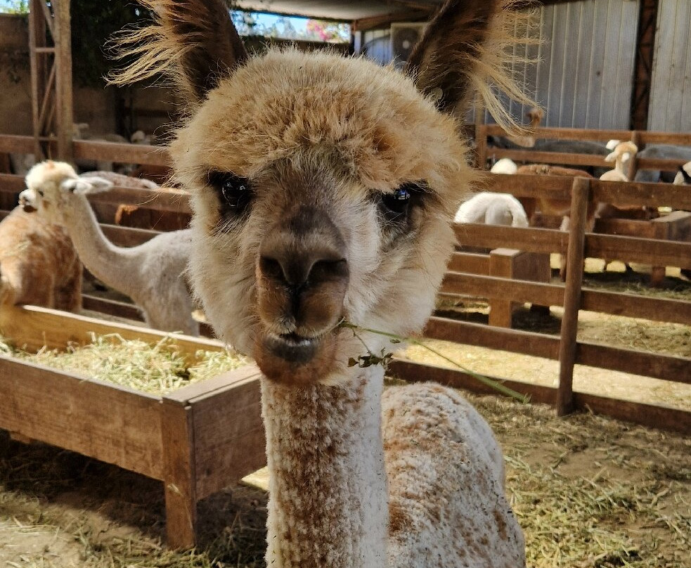 Quintessence Alpacas-Llaillay必去景点