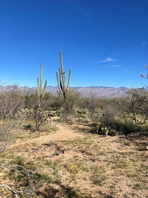 Cactus Forest Drive-图森必去景点