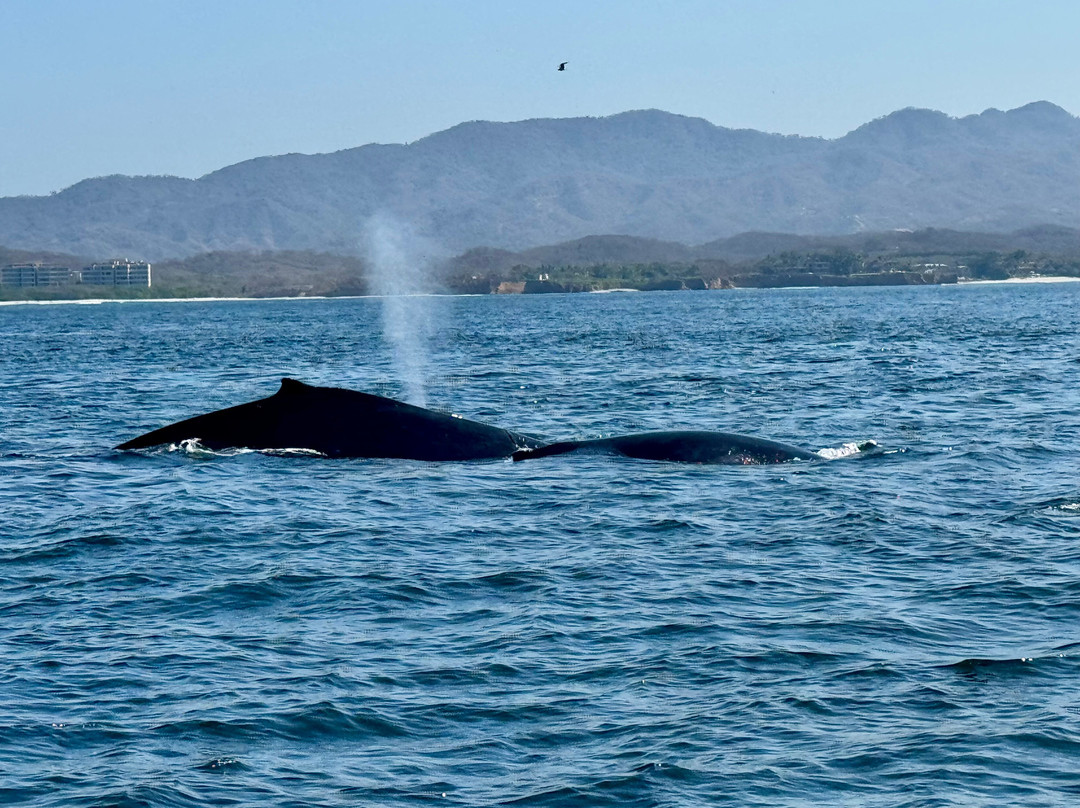 Dressel Divers Puerto Vallarta-蓬塔米塔必去景点