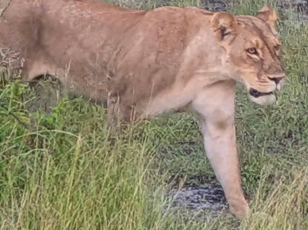 Gamewatchers Safaris-内罗毕必去景点