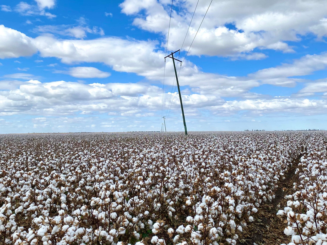 Goondiwindi Cotton-Goondiwindi必去景点