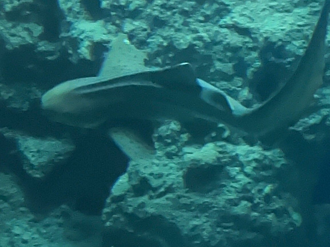 Aquarium de Lyon-La Mulatiere必去景点