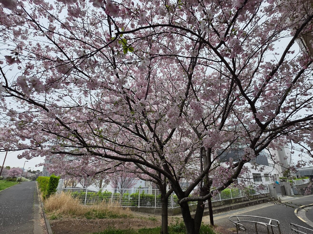 Komatsugawa Sembonzakura-江戸川区必去景点