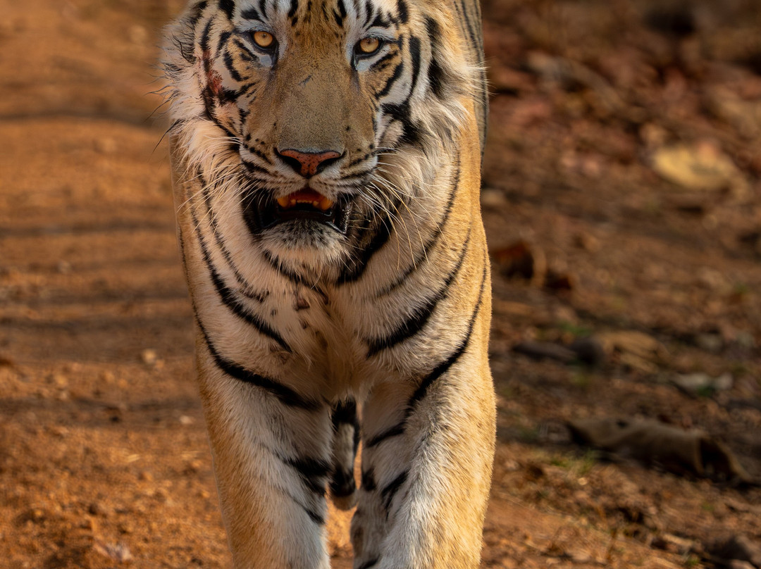 Indian Maharaja Tour-阿格拉必去景点
