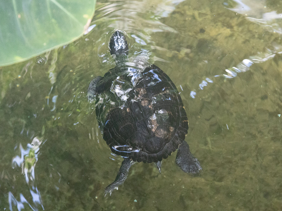 Plantasia Tropical Zoo-斯温西必去景点