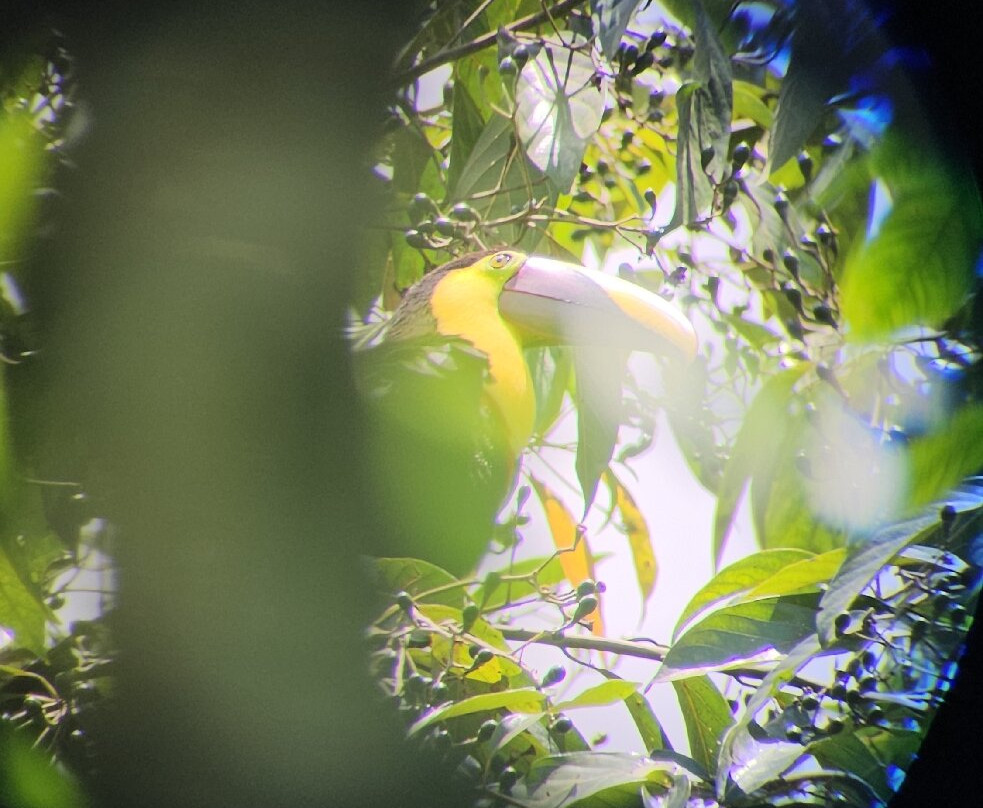 Papa's Place-La Fortuna必去景点