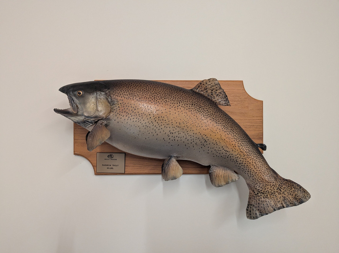 Shepherd of the Hills Fish Hatchery-布兰森必去景点