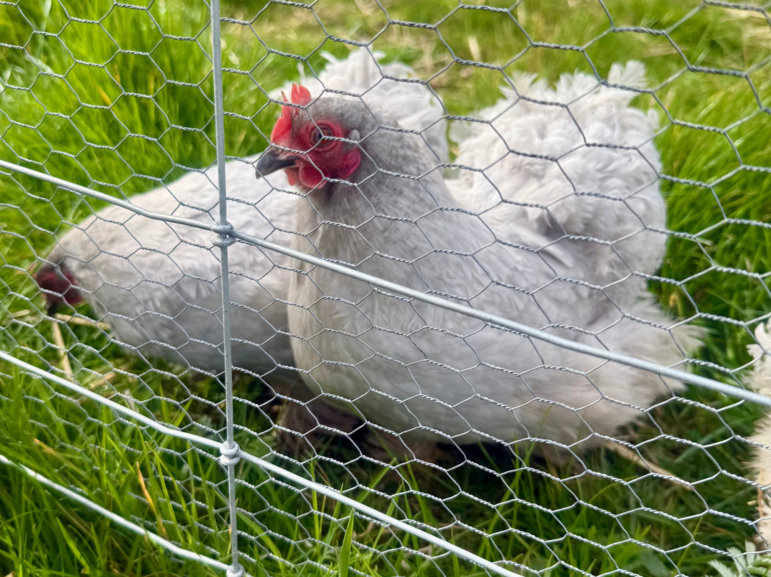 Greenmeadow Community Farm-Cwmbran必去景点