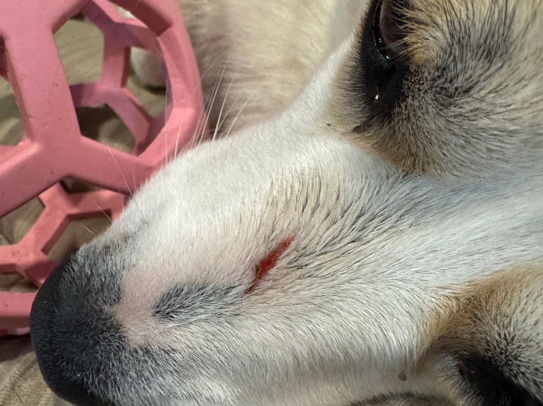 Cherokee Ruby & Sapphire Mine-Franklin必去景点