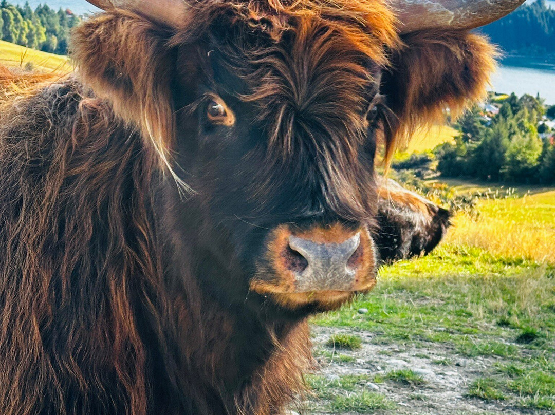 Deer Park Heights-皇后镇必去景点