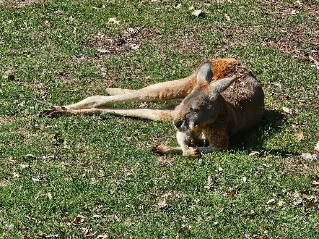 Detroit Zoo-罗亚尔奥克必去景点