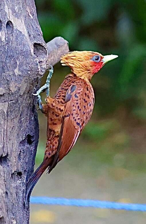 Costa Rica Focus-圣何塞必去景点