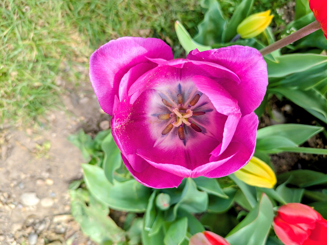 Tulleys Tulip Fields - Hertfordshire-圣奥尔本斯必去景点
