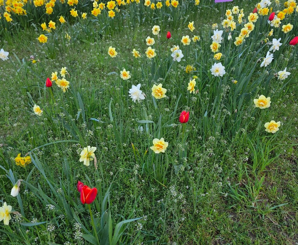 Harrison Tulip Festival-阿加斯市必去景点