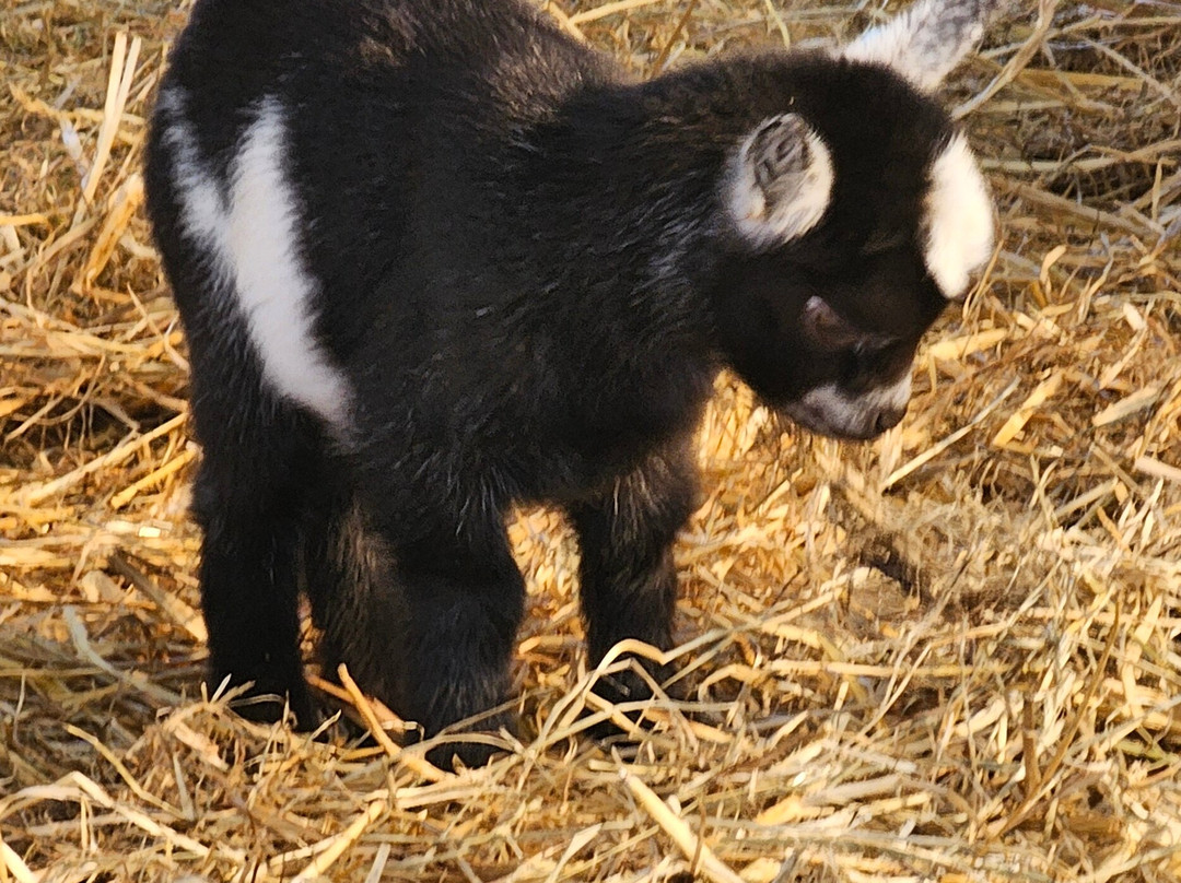 Dalscone Farm Fun-邓弗里斯必去景点