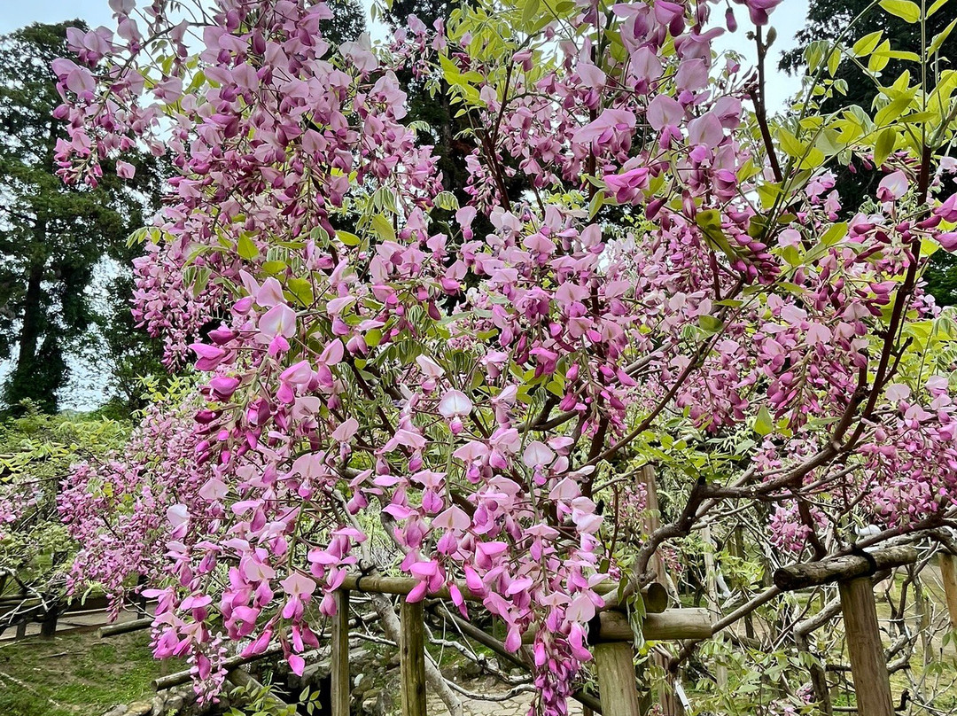 Manyo Botanical Garden-奈良市必去景点
