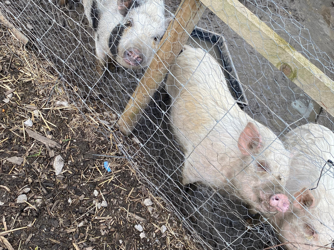 Woodlands Alpaca Farm-沃灵顿必去景点