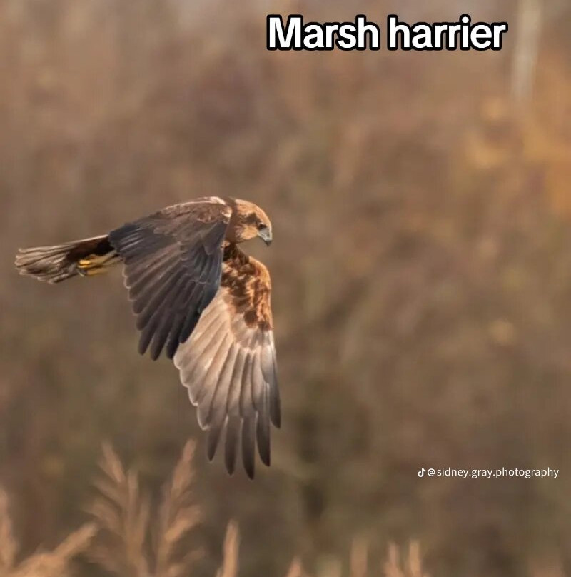 Bird of Prey Experiences - Hawkeye Falconry UK-Thoresby必去景点