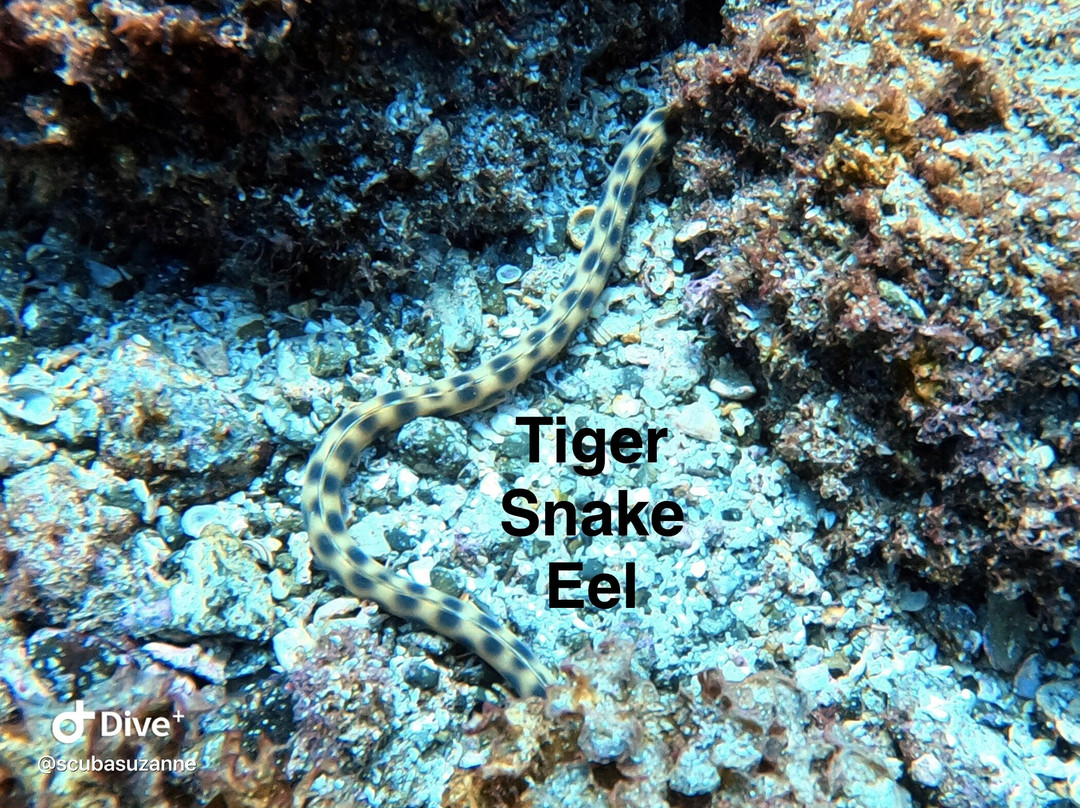 SCUBA Diving at Summer Salt Dive Center-Playas del Coco必去景点
