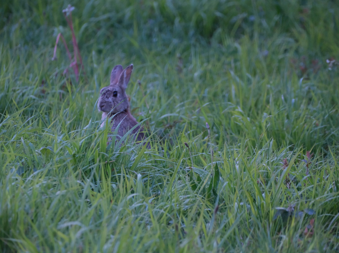 Badger Watch Dorset-Buckland Newton必去景点