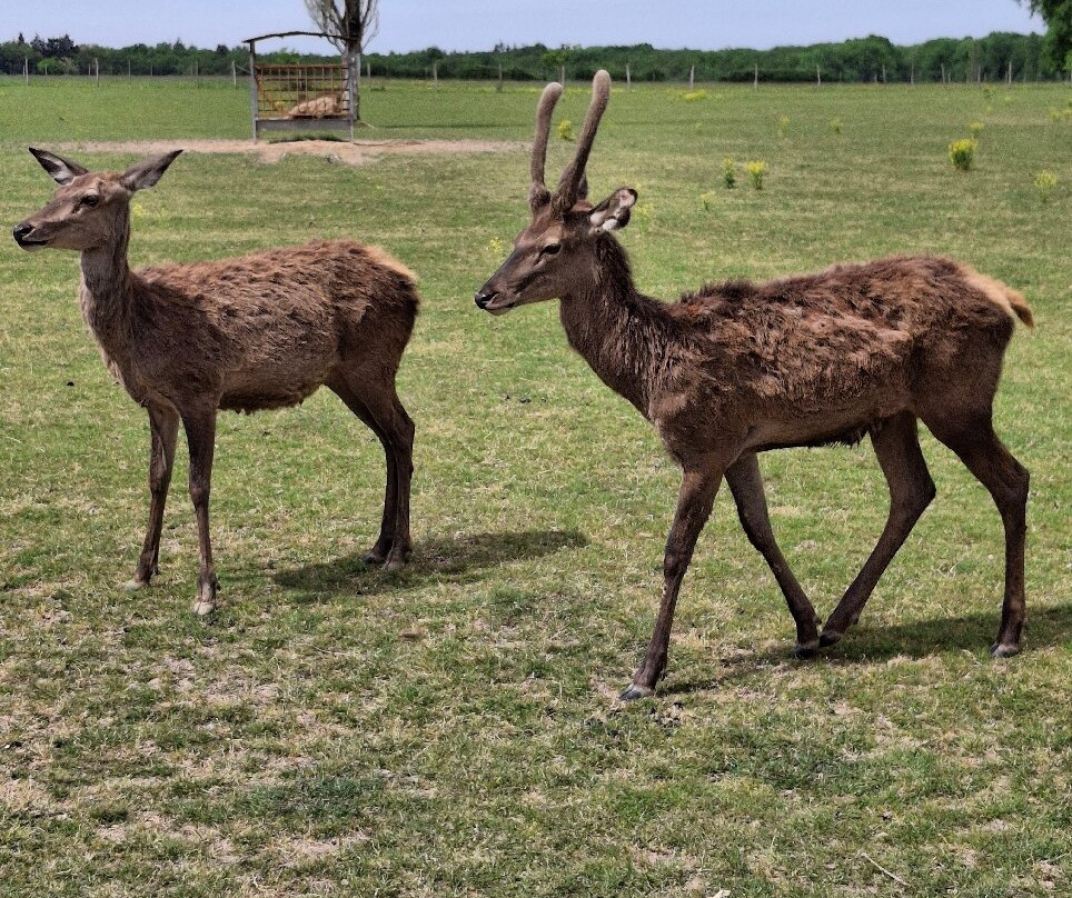 Reserve De Beaumarchais - Safari Train-Autreche必去景点