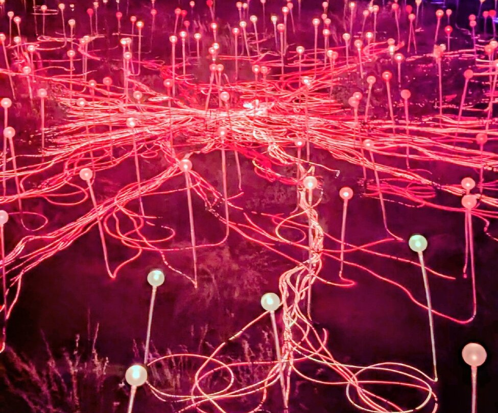 Field of Light-乌鲁鲁-卡塔丘塔国家公园必去景点
