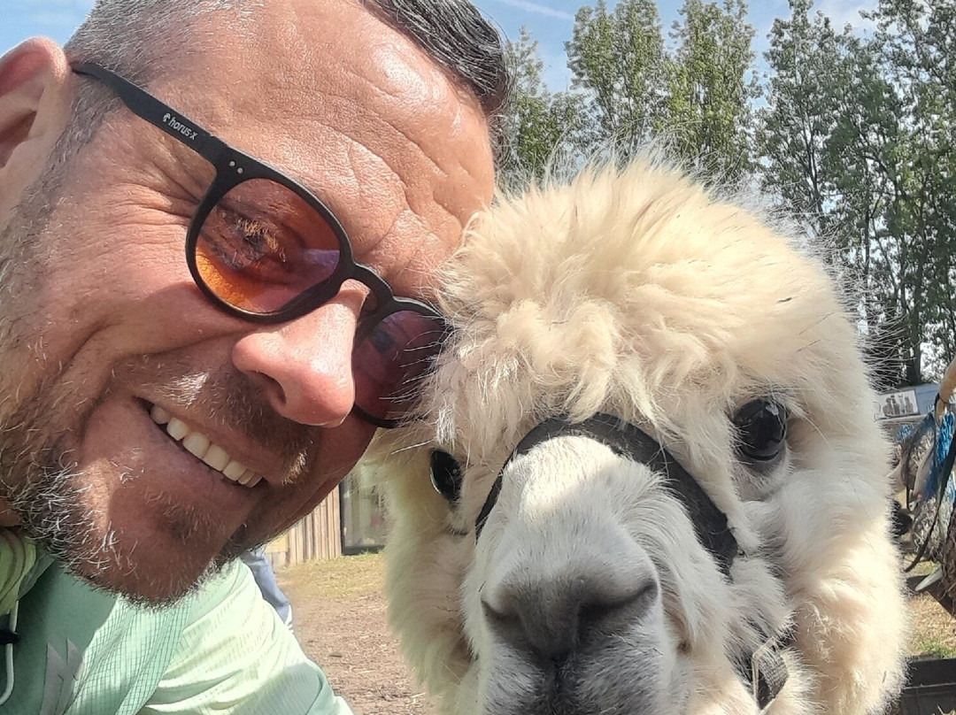Woodlands Alpaca Farm-沃灵顿必去景点