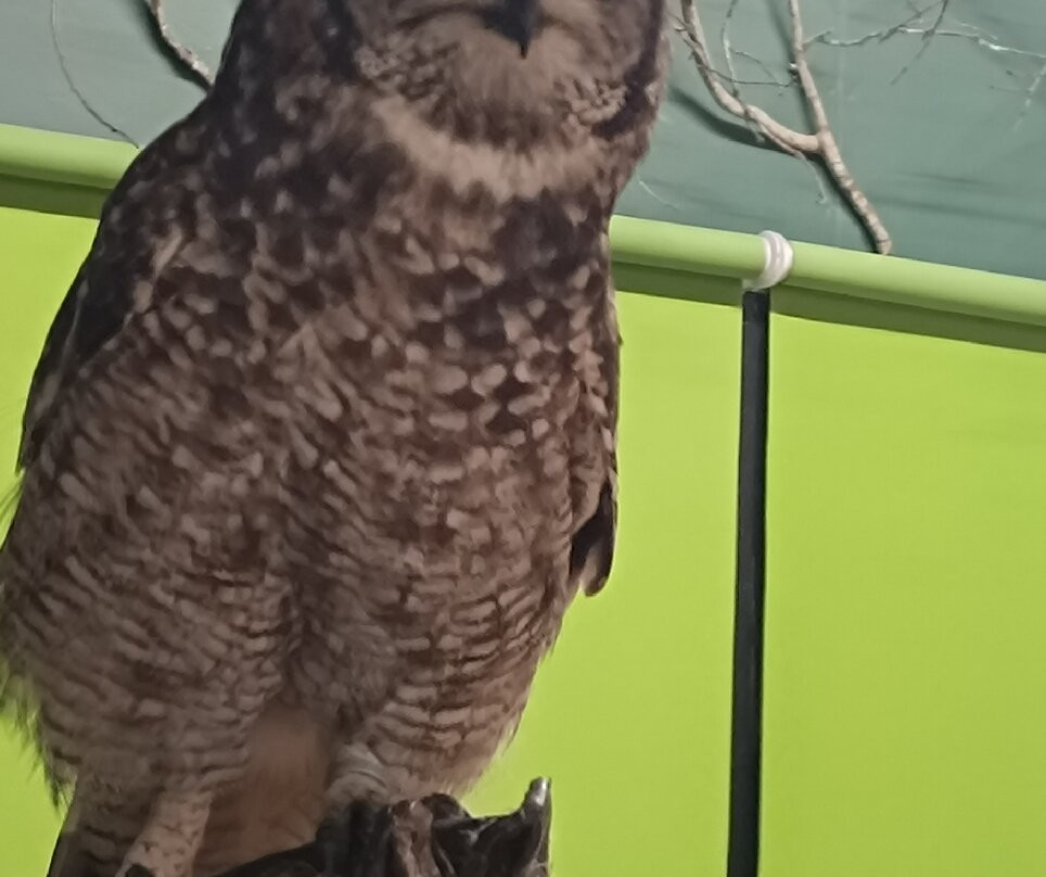 Suffolk Owl Sanctuary-Stonham Aspal必去景点