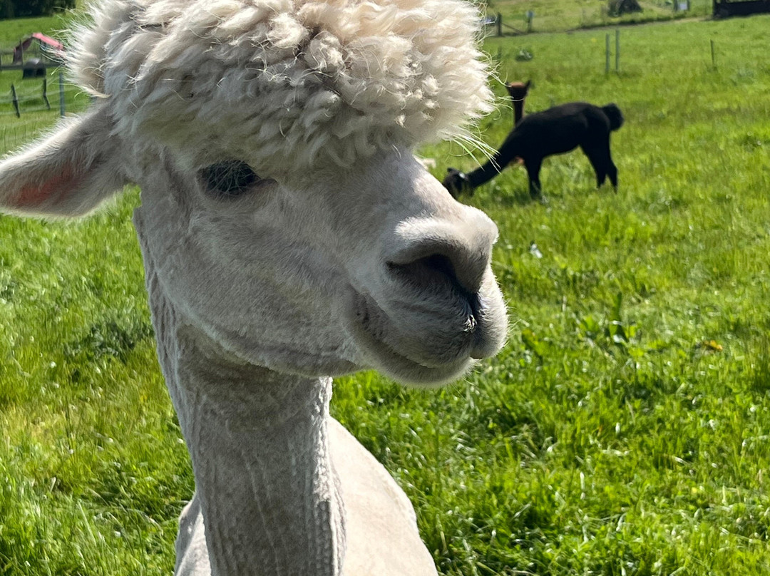 Charnwood Forest Alpacas-Boundary必去景点