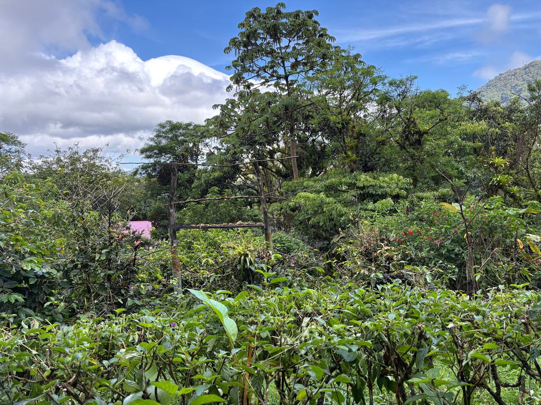 Finca Ecologica San Luis-蒙特沃德必去景点