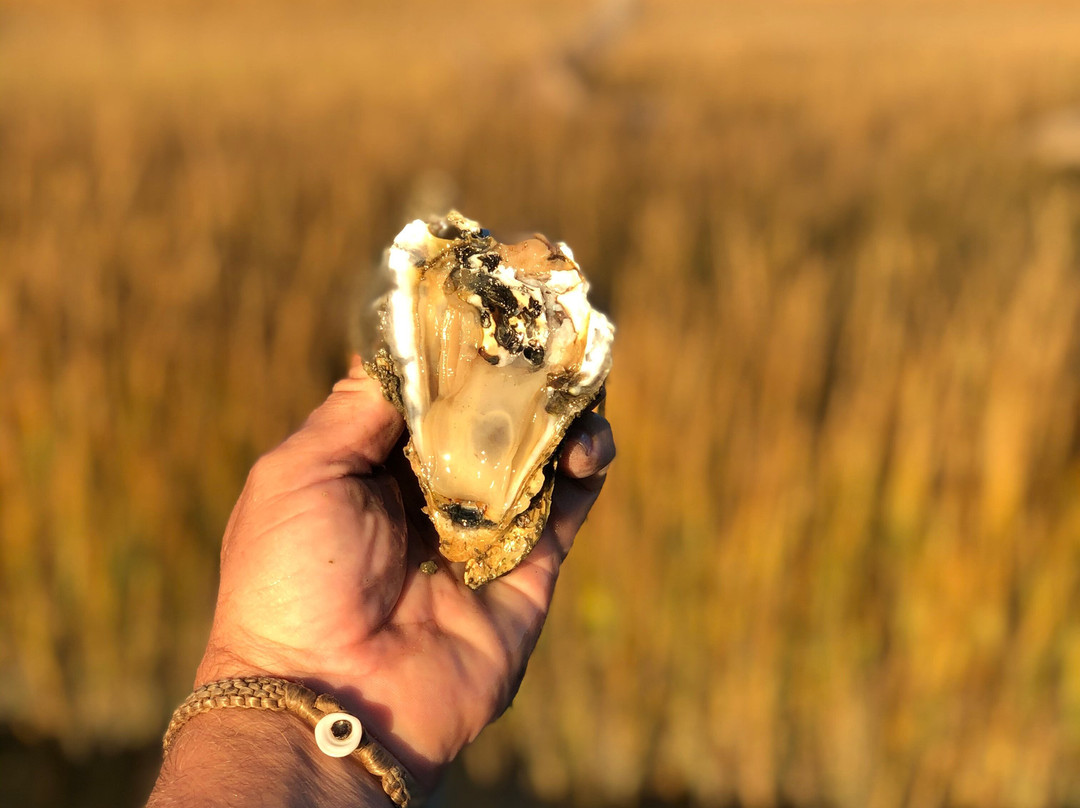 SouthEast Expeditions-Cape Charles必去景点