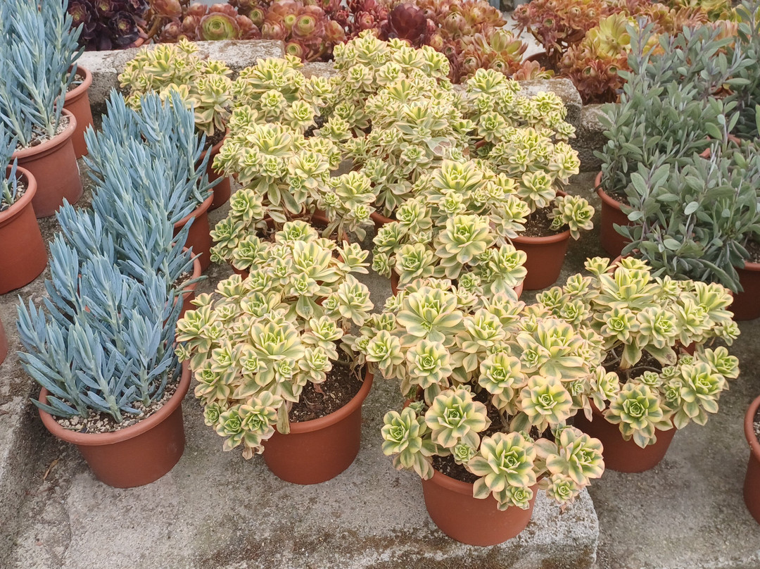 Cactusmania Di Manera Bruno-文蒂米利亚必去景点