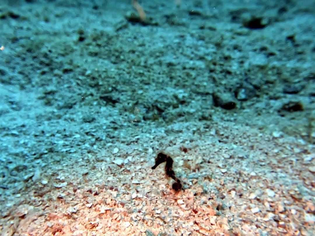 Tortuga Divers-大开曼岛必去景点