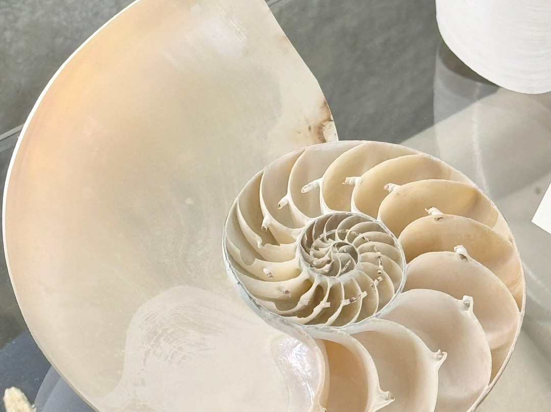 Shells Museum Malakoloski Muzej-玛卡沙必去景点