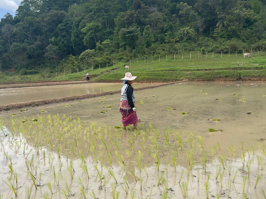 Living Green Elephant Sanctuary-清迈必去景点