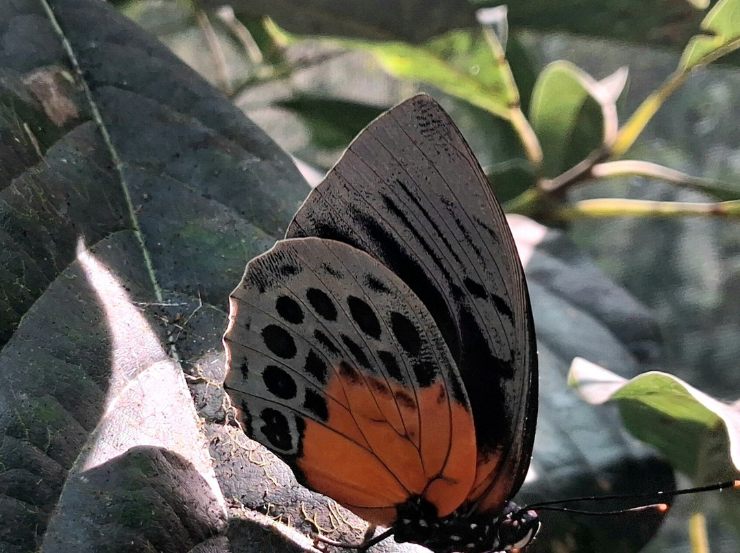 Mariposario De Machupicchu-温泉镇必去景点