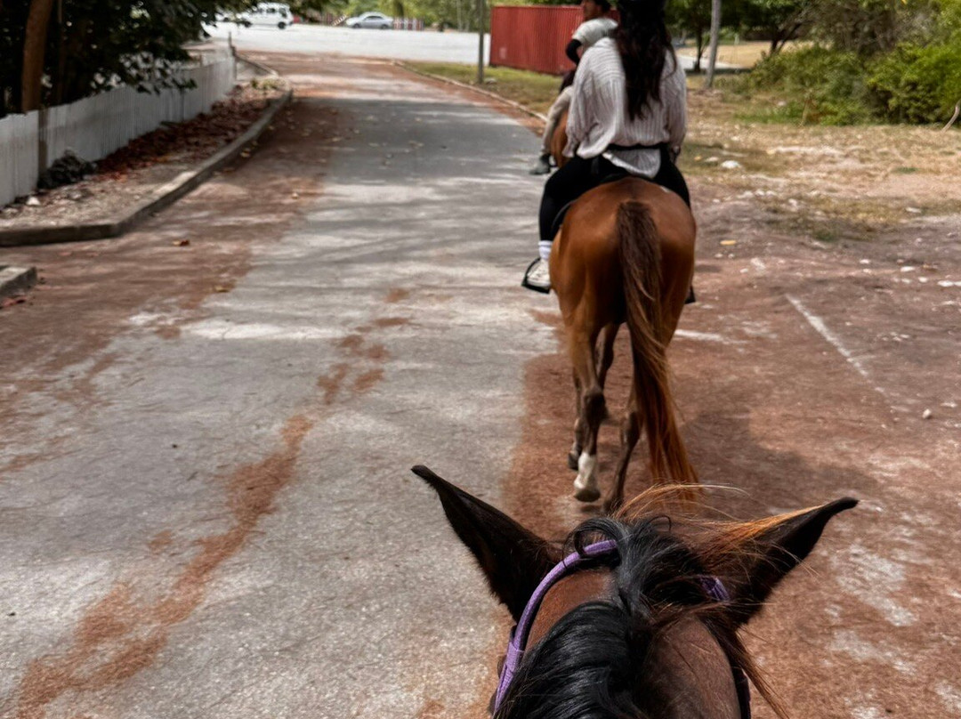 Ocean Echo Stables-Saint John Parish必去景点